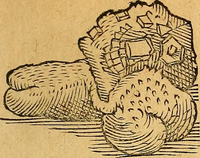 An illustration from Historia novi et admirabilis fontis balneique Bollensis in Ducatu Vvirtembergico ad acidulas Goepingenses ..., 1598, leaf 366