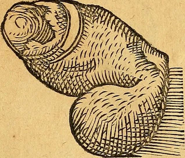 An illustration from Historia novi et admirabilis fontis balneique Bollensis in Ducatu Vvirtembergico ad acidulas Goepingenses ..., 1598, leaf 366