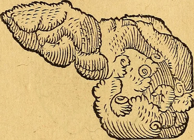 An illustration from Historia novi et admirabilis fontis balneique Bollensis in Ducatu Vvirtembergico ad acidulas Goepingenses ..., 1598, leaf 366