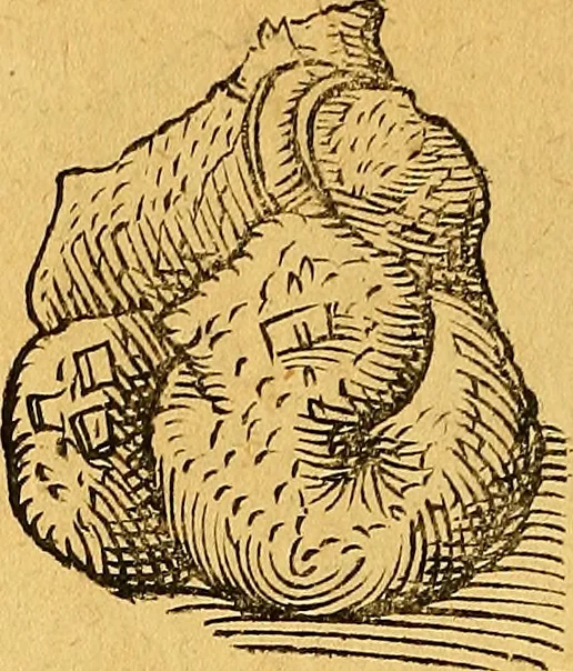 An illustration from Historia novi et admirabilis fontis balneique Bollensis in Ducatu Vvirtembergico ad acidulas Goepingenses ..., 1598, leaf 367