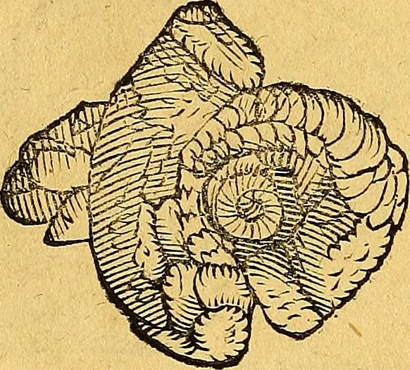 An illustration from Historia novi et admirabilis fontis balneique Bollensis in Ducatu Vvirtembergico ad acidulas Goepingenses ..., 1598, leaf 367