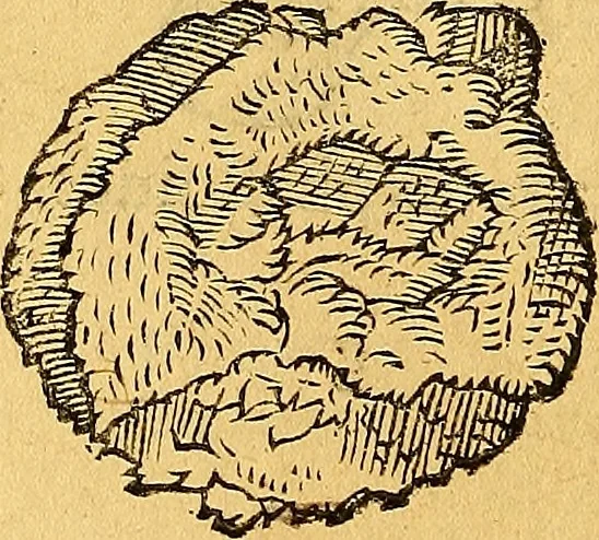 An illustration from Historia novi et admirabilis fontis balneique Bollensis in Ducatu Vvirtembergico ad acidulas Goepingenses ..., 1598, leaf 367
