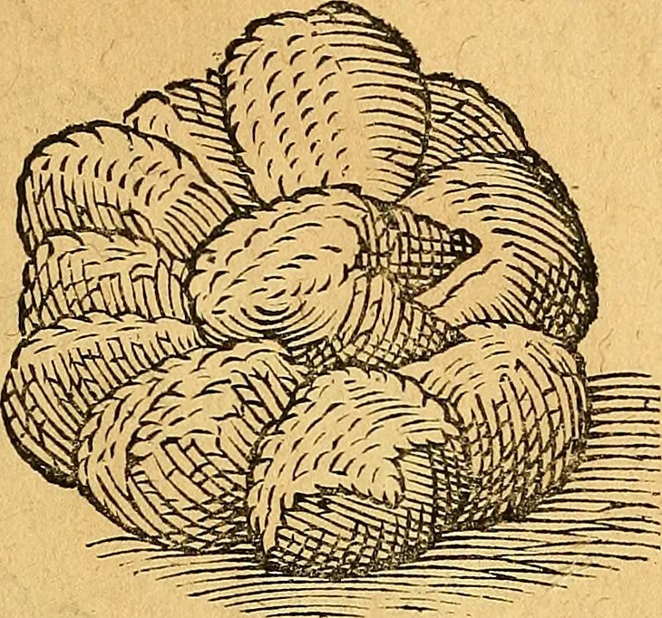 An illustration from Historia novi et admirabilis fontis balneique Bollensis in Ducatu Vvirtembergico ad acidulas Goepingenses ..., 1598, leaf 368