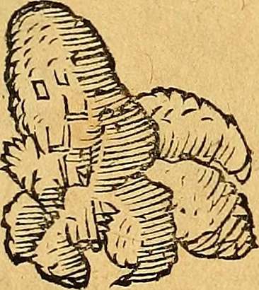 An illustration from Historia novi et admirabilis fontis balneique Bollensis in Ducatu Vvirtembergico ad acidulas Goepingenses ..., 1598, leaf 368