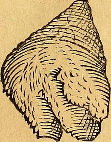 An illustration from Historia novi et admirabilis fontis balneique Bollensis in Ducatu Vvirtembergico ad acidulas Goepingenses ..., 1598, leaf 368