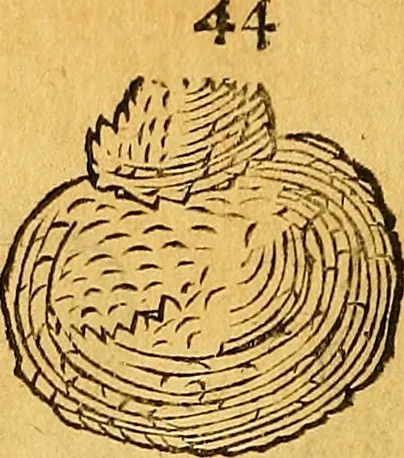 An illustration from Historia novi et admirabilis fontis balneique Bollensis in Ducatu Vvirtembergico ad acidulas Goepingenses ..., 1598, leaf 369