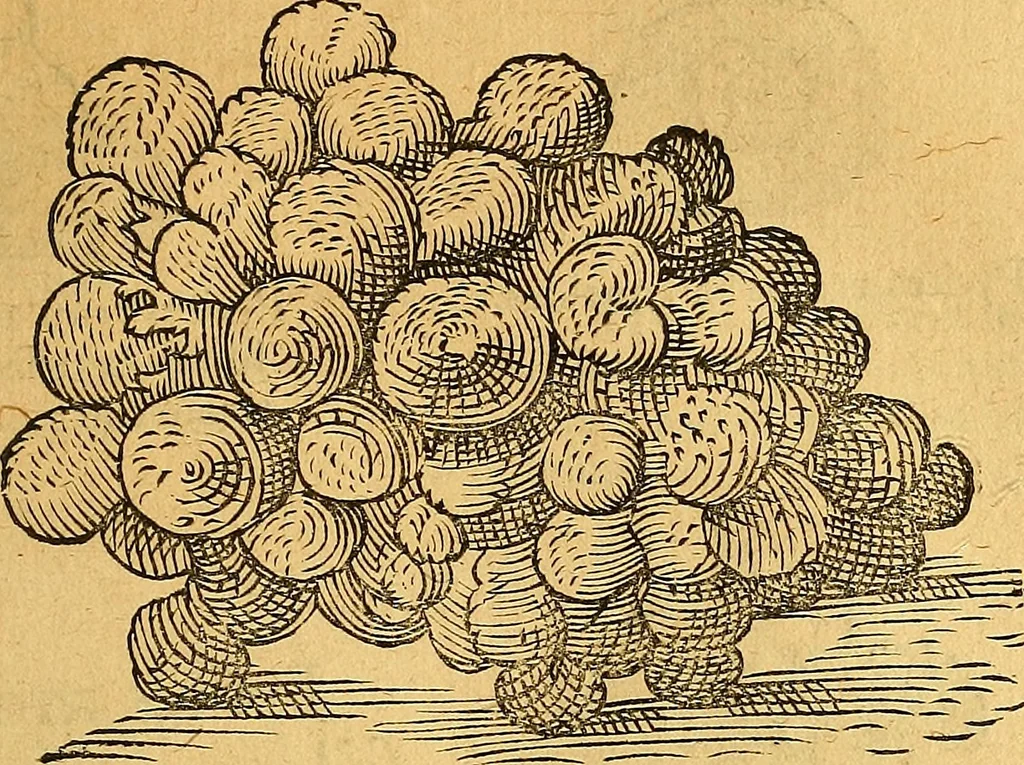 An illustration from Historia novi et admirabilis fontis balneique Bollensis in Ducatu Vvirtembergico ad acidulas Goepingenses ..., 1598, leaf 370