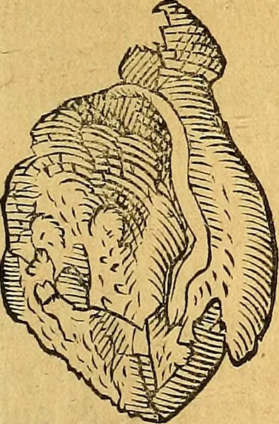 An illustration from Historia novi et admirabilis fontis balneique Bollensis in Ducatu Vvirtembergico ad acidulas Goepingenses ..., 1598, leaf 370