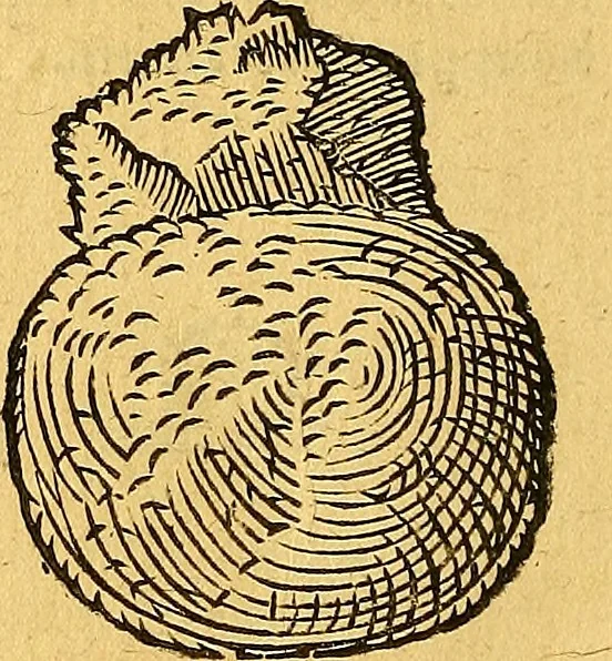 An illustration from Historia novi et admirabilis fontis balneique Bollensis in Ducatu Vvirtembergico ad acidulas Goepingenses ..., 1598, leaf 373