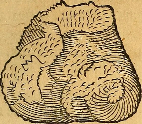An illustration from Historia novi et admirabilis fontis balneique Bollensis in Ducatu Vvirtembergico ad acidulas Goepingenses ..., 1598, leaf 374