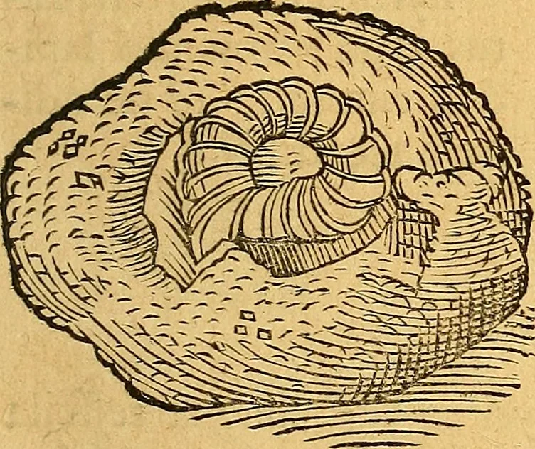 An illustration from Historia novi et admirabilis fontis balneique Bollensis in Ducatu Vvirtembergico ad acidulas Goepingenses ..., 1598, leaf 374