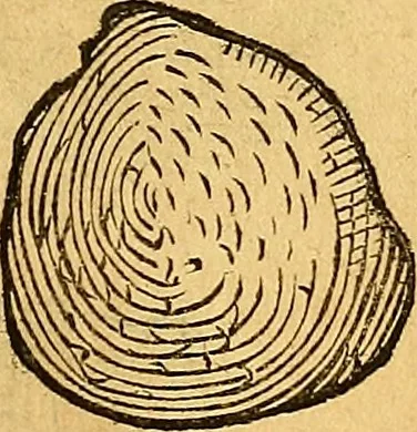 An illustration from Historia novi et admirabilis fontis balneique Bollensis in Ducatu Vvirtembergico ad acidulas Goepingenses ..., 1598, leaf 374