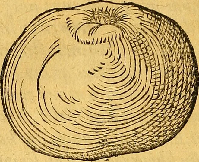 An illustration from Historia novi et admirabilis fontis balneique Bollensis in Ducatu Vvirtembergico ad acidulas Goepingenses ..., 1598, leaf 381