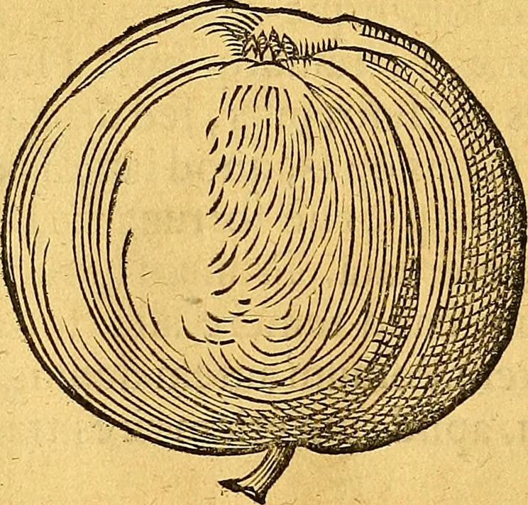 An illustration from Historia novi et admirabilis fontis balneique Bollensis in Ducatu Vvirtembergico ad acidulas Goepingenses ..., 1598, leaf 381