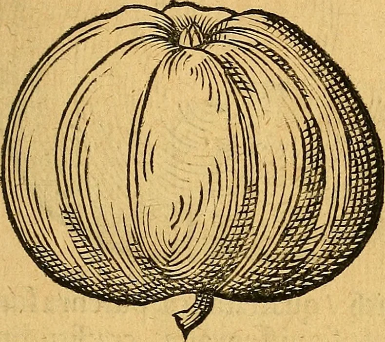 An illustration from Historia novi et admirabilis fontis balneique Bollensis in Ducatu Vvirtembergico ad acidulas Goepingenses ..., 1598, leaf 382