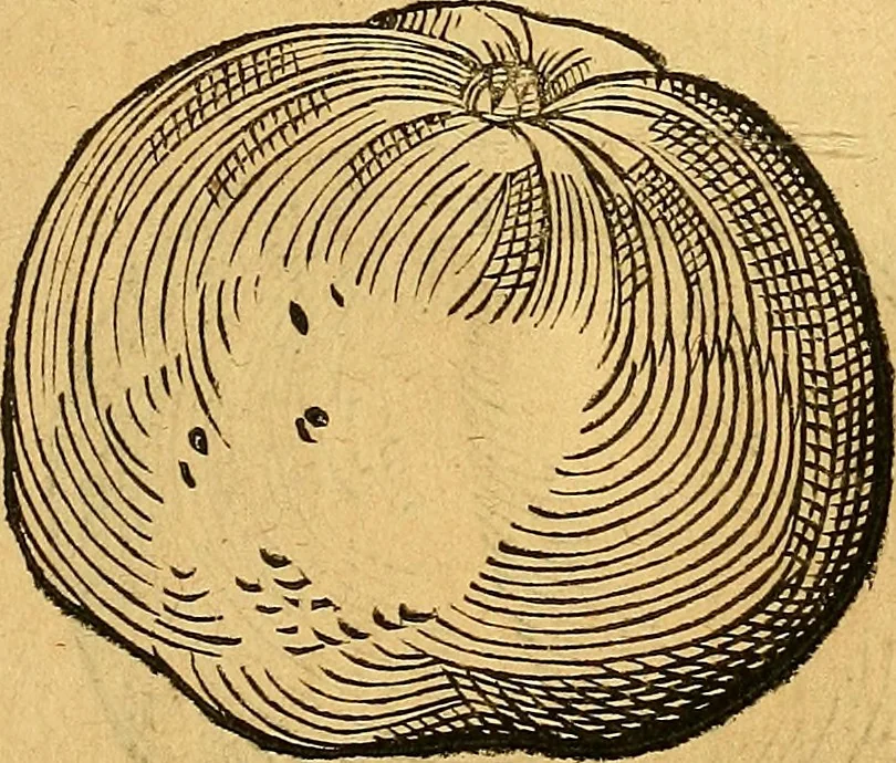 An illustration from Historia novi et admirabilis fontis balneique Bollensis in Ducatu Vvirtembergico ad acidulas Goepingenses ..., 1598, leaf 382