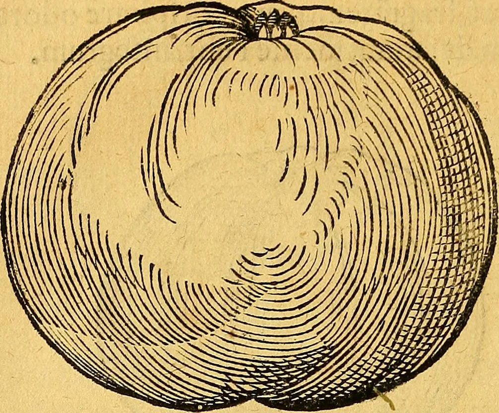 An illustration from Historia novi et admirabilis fontis balneique Bollensis in Ducatu Vvirtembergico ad acidulas Goepingenses ..., 1598, leaf 383