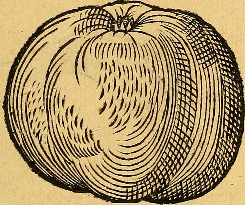 An illustration from Historia novi et admirabilis fontis balneique Bollensis in Ducatu Vvirtembergico ad acidulas Goepingenses ..., 1598, leaf 384