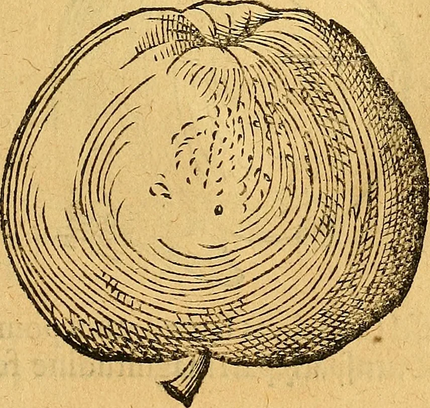 An illustration from Historia novi et admirabilis fontis balneique Bollensis in Ducatu Vvirtembergico ad acidulas Goepingenses ..., 1598, leaf 384