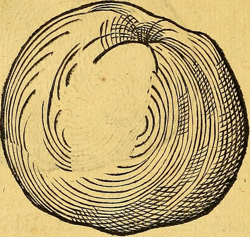 An illustration from Historia novi et admirabilis fontis balneique Bollensis in Ducatu Vvirtembergico ad acidulas Goepingenses ..., 1598, leaf 385