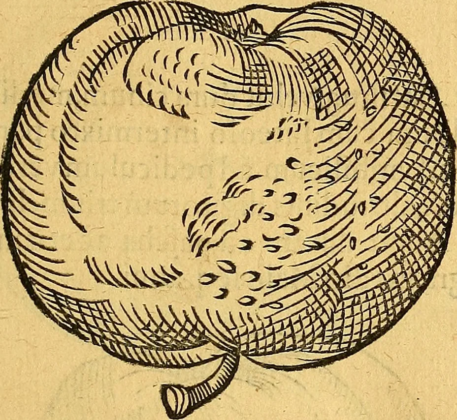 An illustration from Historia novi et admirabilis fontis balneique Bollensis in Ducatu Vvirtembergico ad acidulas Goepingenses ..., 1598, leaf 386