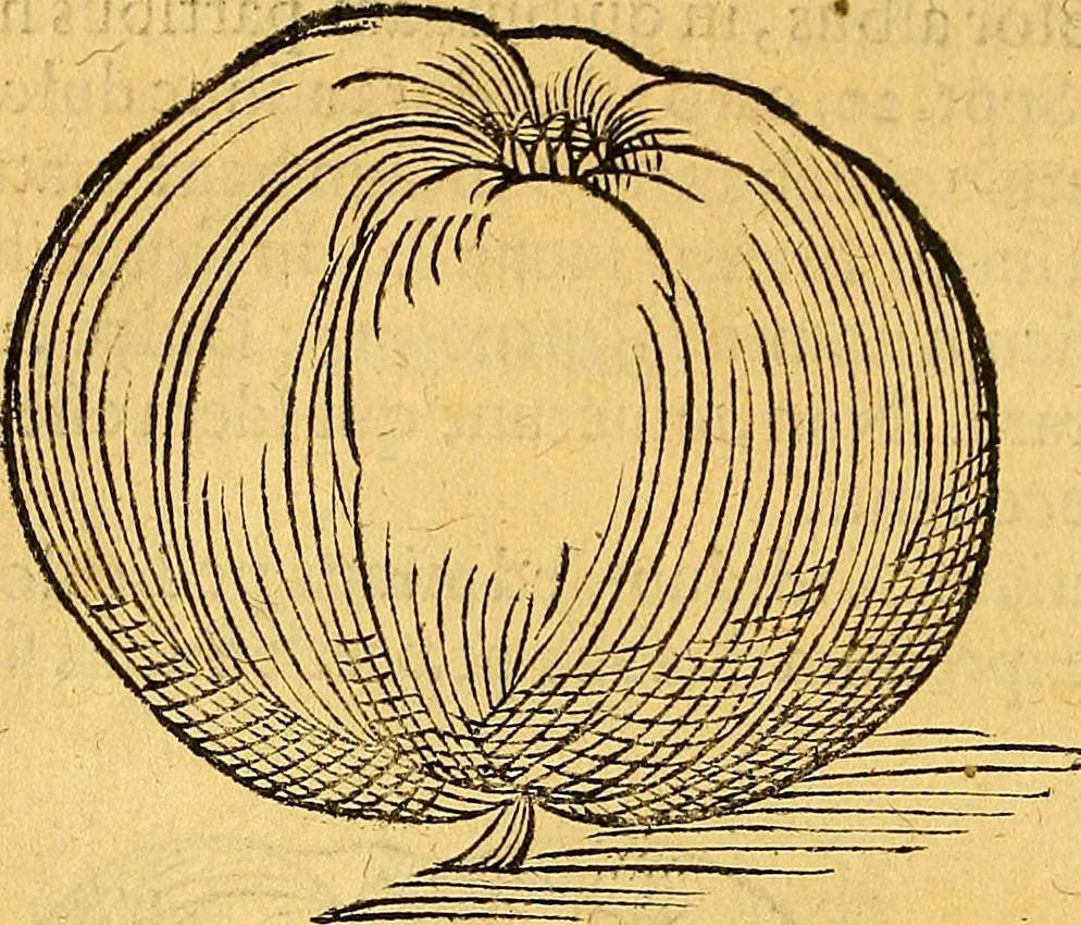 An illustration from Historia novi et admirabilis fontis balneique Bollensis in Ducatu Vvirtembergico ad acidulas Goepingenses ..., 1598, leaf 387