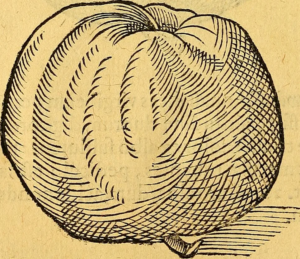 An illustration from Historia novi et admirabilis fontis balneique Bollensis in Ducatu Vvirtembergico ad acidulas Goepingenses ..., 1598, leaf 387
