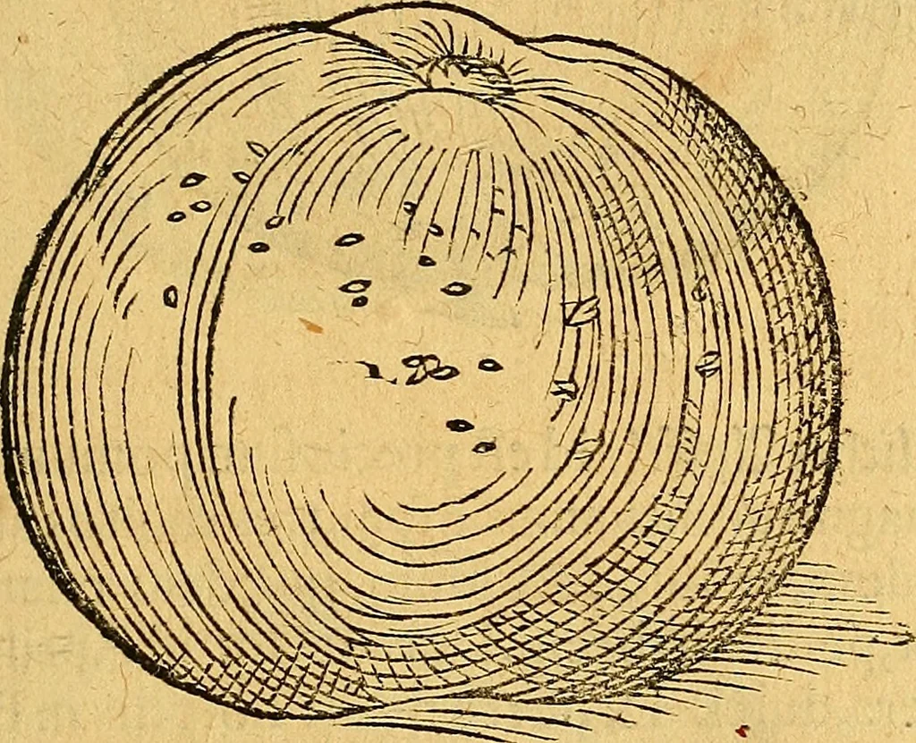 An illustration from Historia novi et admirabilis fontis balneique Bollensis in Ducatu Vvirtembergico ad acidulas Goepingenses ..., 1598, leaf 388