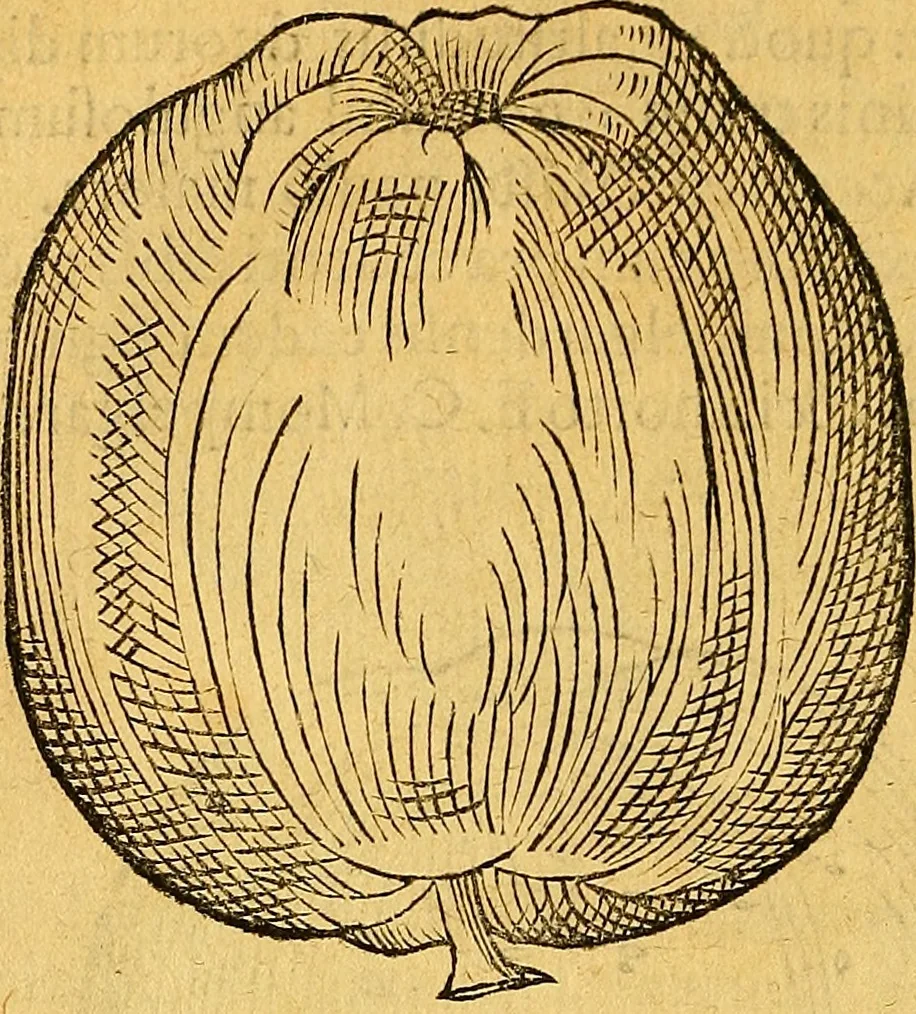 An illustration from Historia novi et admirabilis fontis balneique Bollensis in Ducatu Vvirtembergico ad acidulas Goepingenses ..., 1598, leaf 389