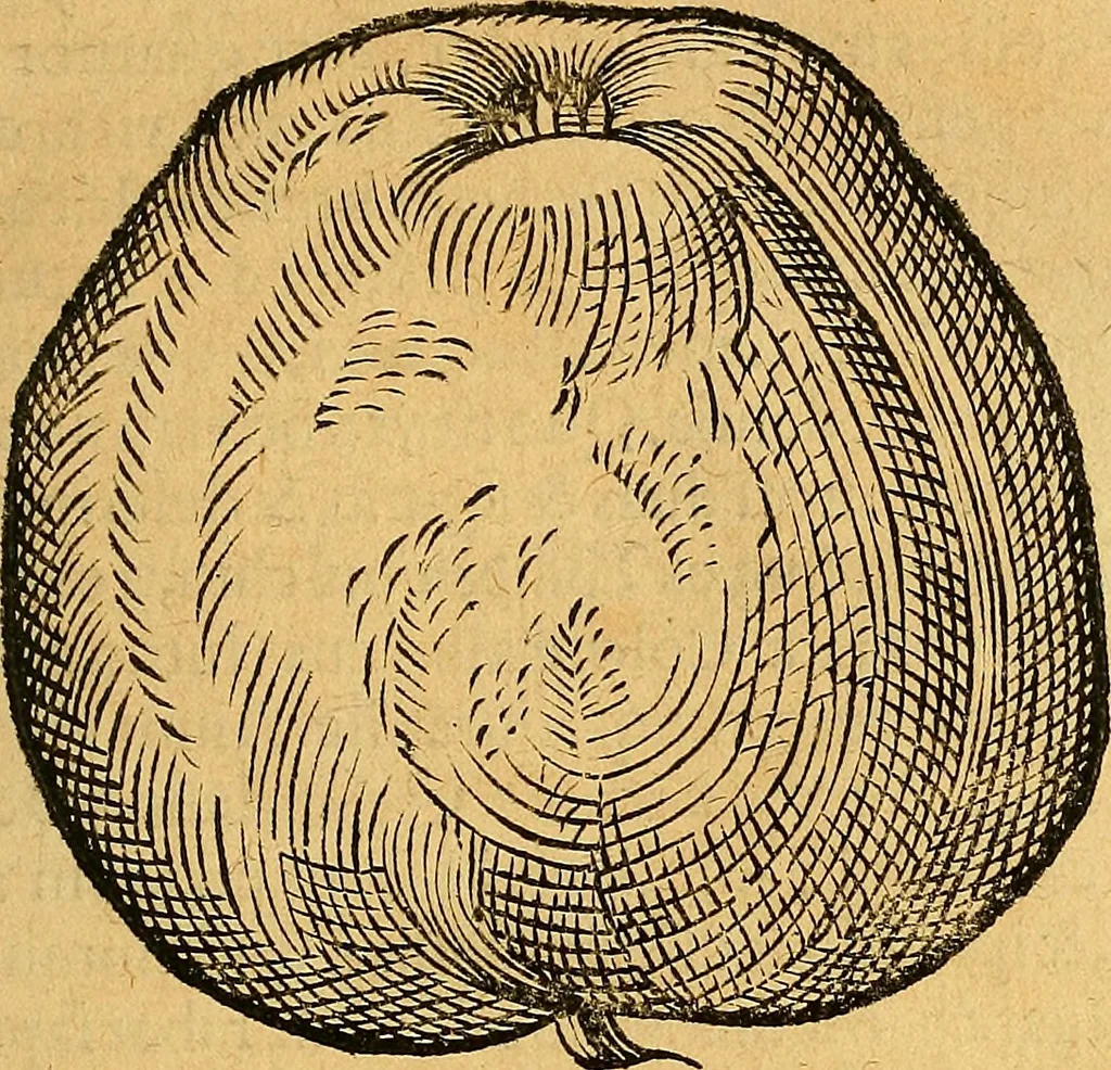 An illustration from Historia novi et admirabilis fontis balneique Bollensis in Ducatu Vvirtembergico ad acidulas Goepingenses ..., 1598, leaf 390