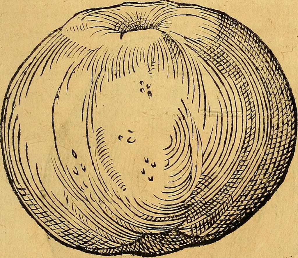 An illustration from Historia novi et admirabilis fontis balneique Bollensis in Ducatu Vvirtembergico ad acidulas Goepingenses ..., 1598, leaf 390