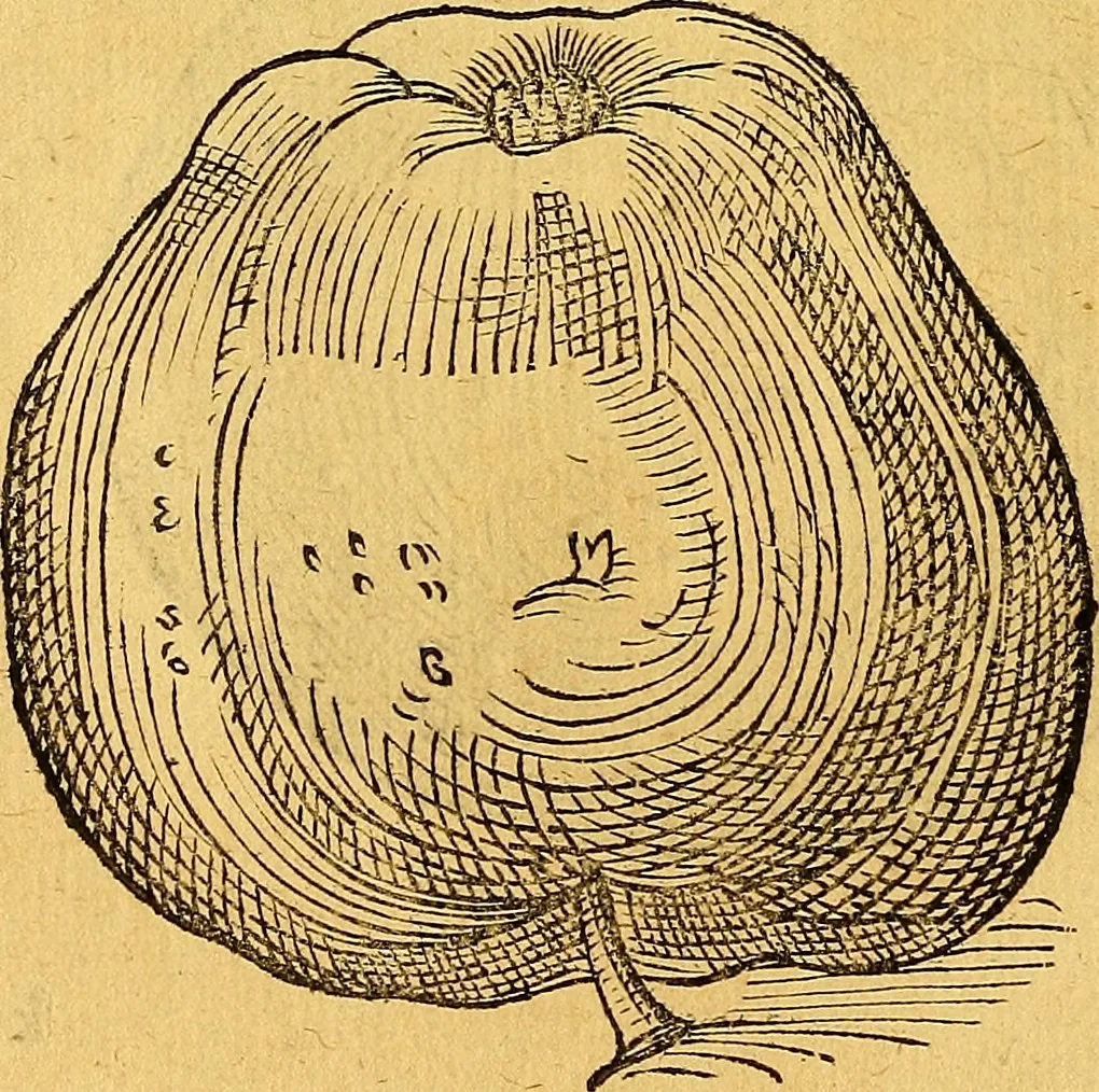 An illustration from Historia novi et admirabilis fontis balneique Bollensis in Ducatu Vvirtembergico ad acidulas Goepingenses ..., 1598, leaf 391