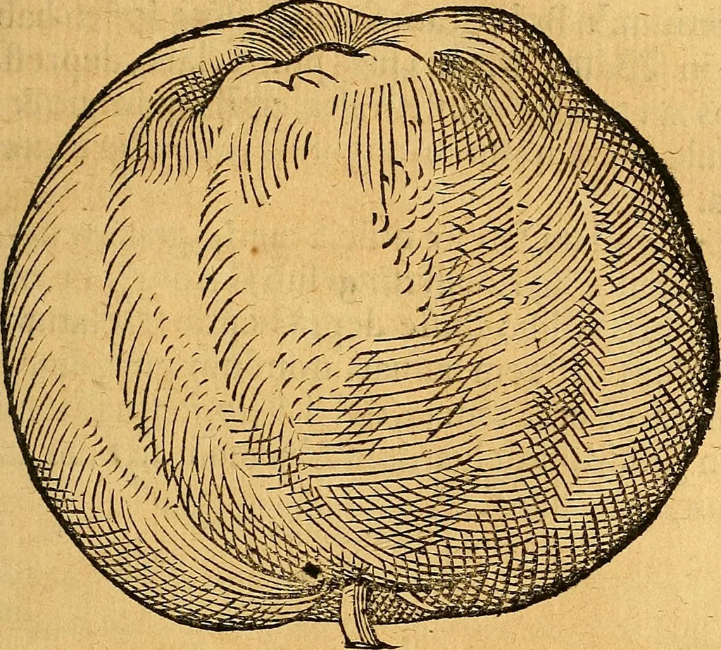 An illustration from Historia novi et admirabilis fontis balneique Bollensis in Ducatu Vvirtembergico ad acidulas Goepingenses ..., 1598, leaf 392