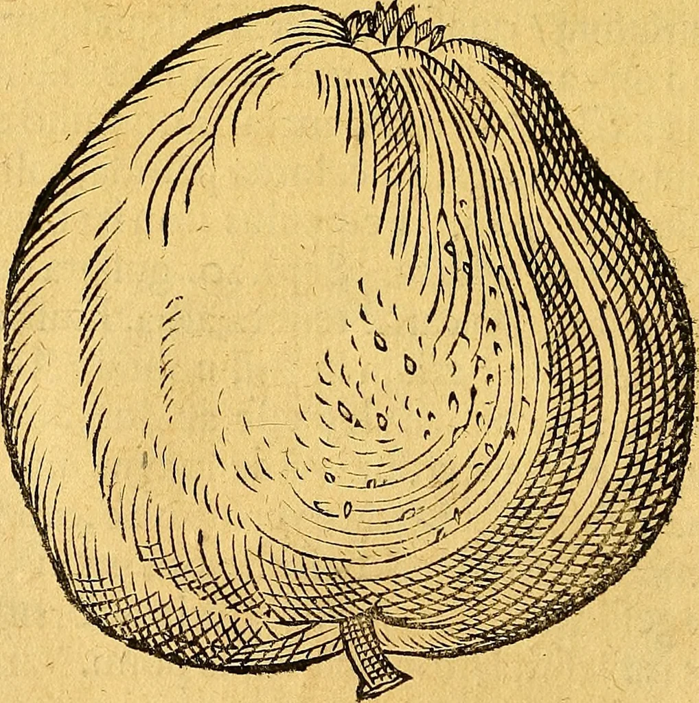An illustration from Historia novi et admirabilis fontis balneique Bollensis in Ducatu Vvirtembergico ad acidulas Goepingenses ..., 1598, leaf 393