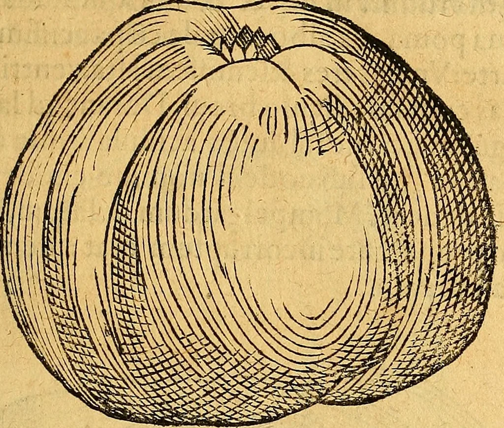An illustration from Historia novi et admirabilis fontis balneique Bollensis in Ducatu Vvirtembergico ad acidulas Goepingenses ..., 1598, leaf 394