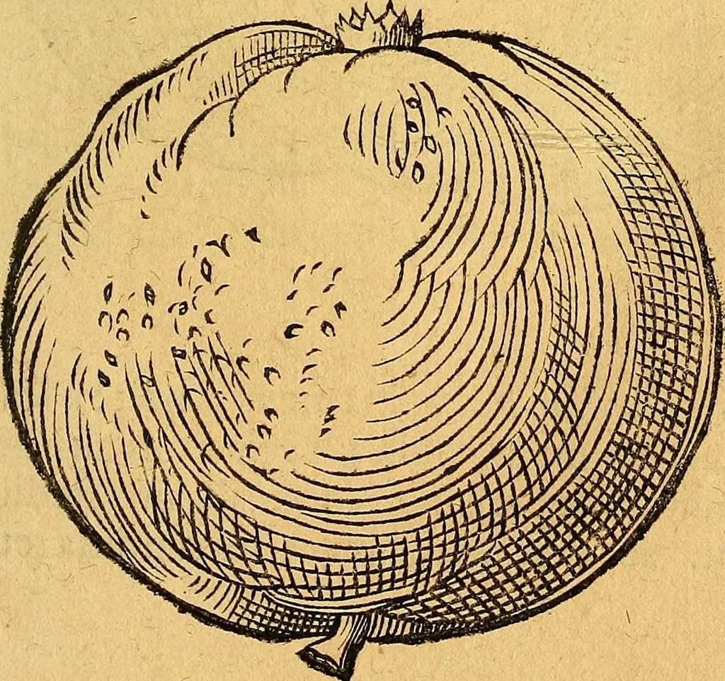 An illustration from Historia novi et admirabilis fontis balneique Bollensis in Ducatu Vvirtembergico ad acidulas Goepingenses ..., 1598, leaf 394
