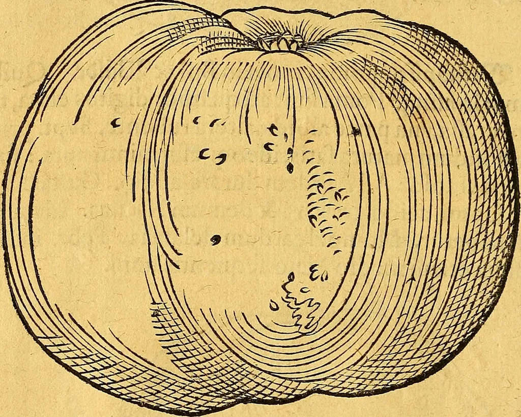 An illustration from Historia novi et admirabilis fontis balneique Bollensis in Ducatu Vvirtembergico ad acidulas Goepingenses ..., 1598, leaf 395