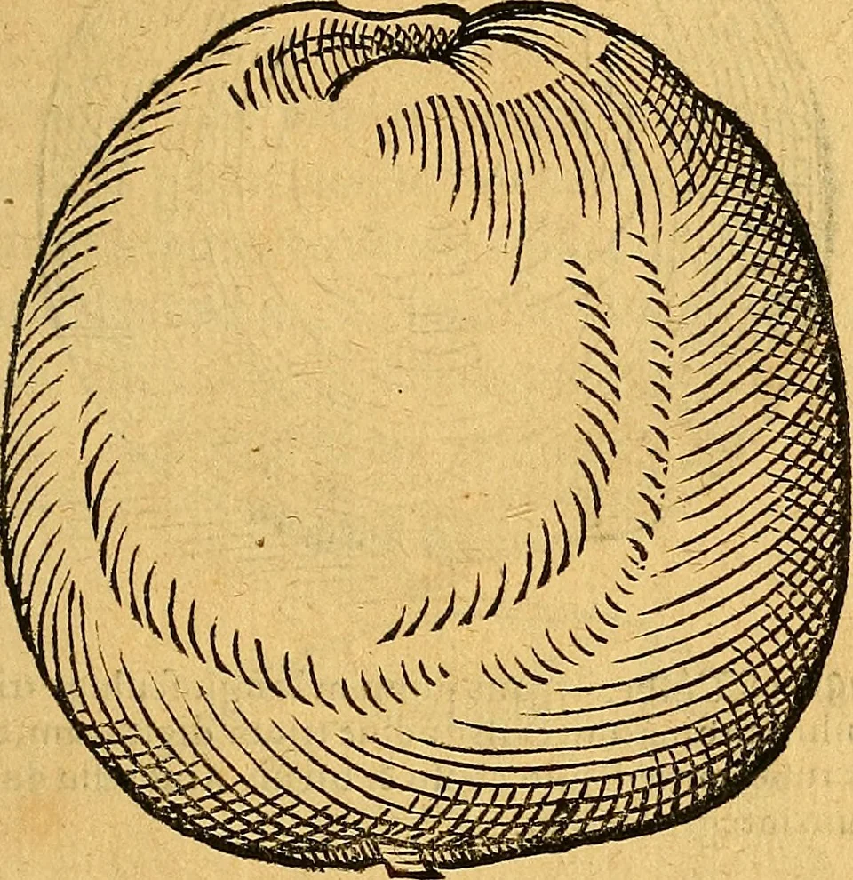 An illustration from Historia novi et admirabilis fontis balneique Bollensis in Ducatu Vvirtembergico ad acidulas Goepingenses ..., 1598, leaf 396