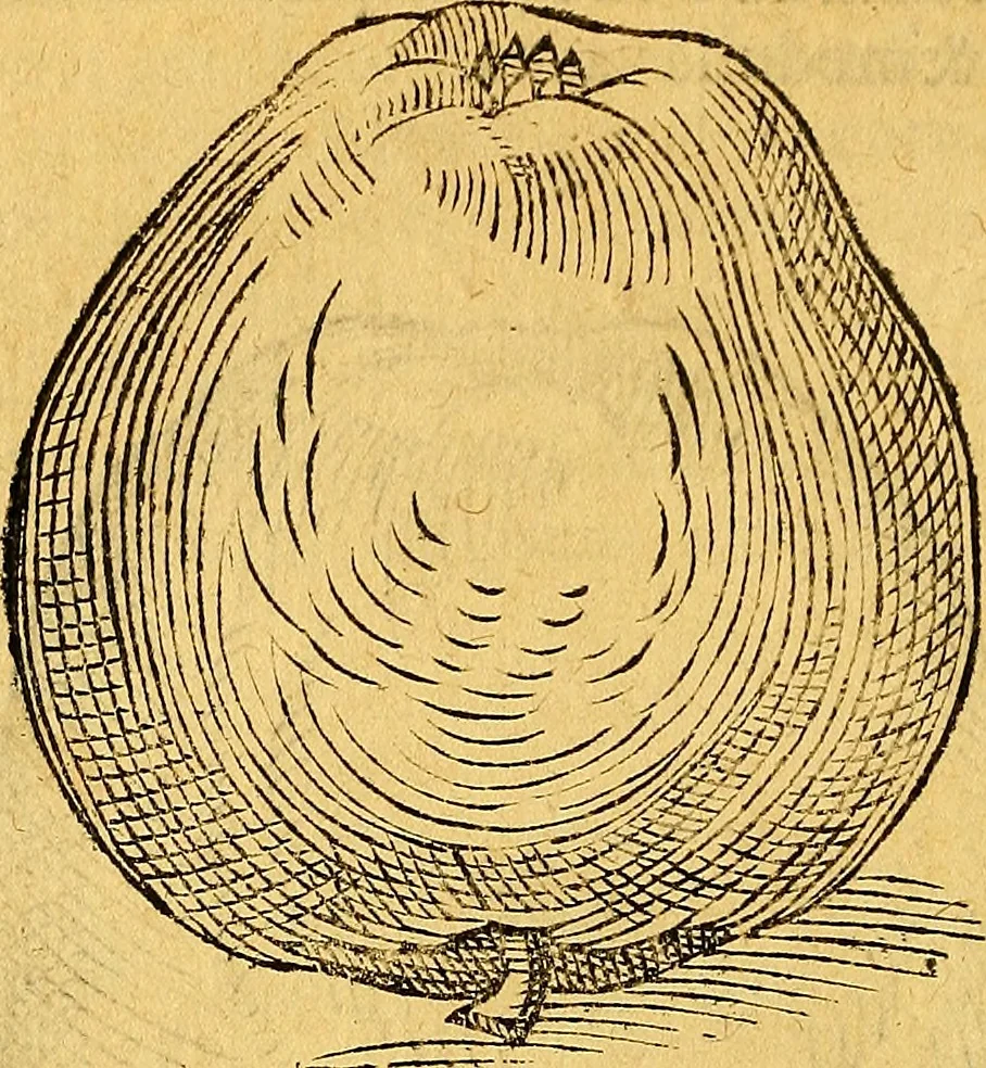 An illustration from Historia novi et admirabilis fontis balneique Bollensis in Ducatu Vvirtembergico ad acidulas Goepingenses ..., 1598, leaf 397