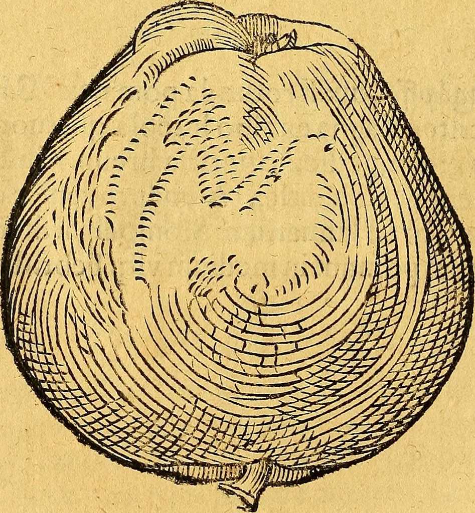 An illustration from Historia novi et admirabilis fontis balneique Bollensis in Ducatu Vvirtembergico ad acidulas Goepingenses ..., 1598, leaf 397