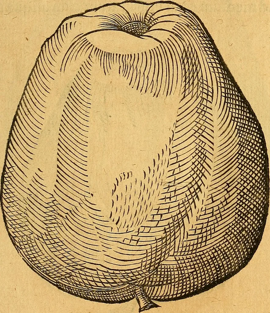 An illustration from Historia novi et admirabilis fontis balneique Bollensis in Ducatu Vvirtembergico ad acidulas Goepingenses ..., 1598, leaf 398