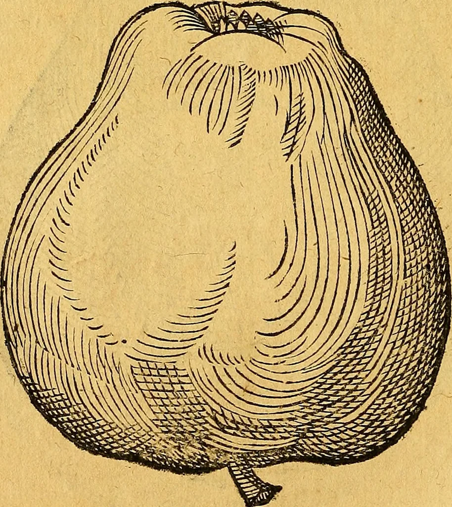 An illustration from Historia novi et admirabilis fontis balneique Bollensis in Ducatu Vvirtembergico ad acidulas Goepingenses ..., 1598, leaf 399