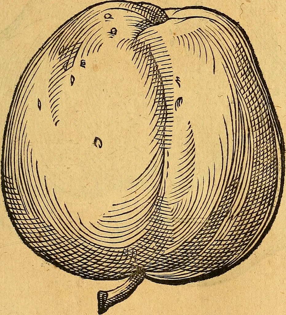 An illustration from Historia novi et admirabilis fontis balneique Bollensis in Ducatu Vvirtembergico ad acidulas Goepingenses ..., 1598, leaf 400