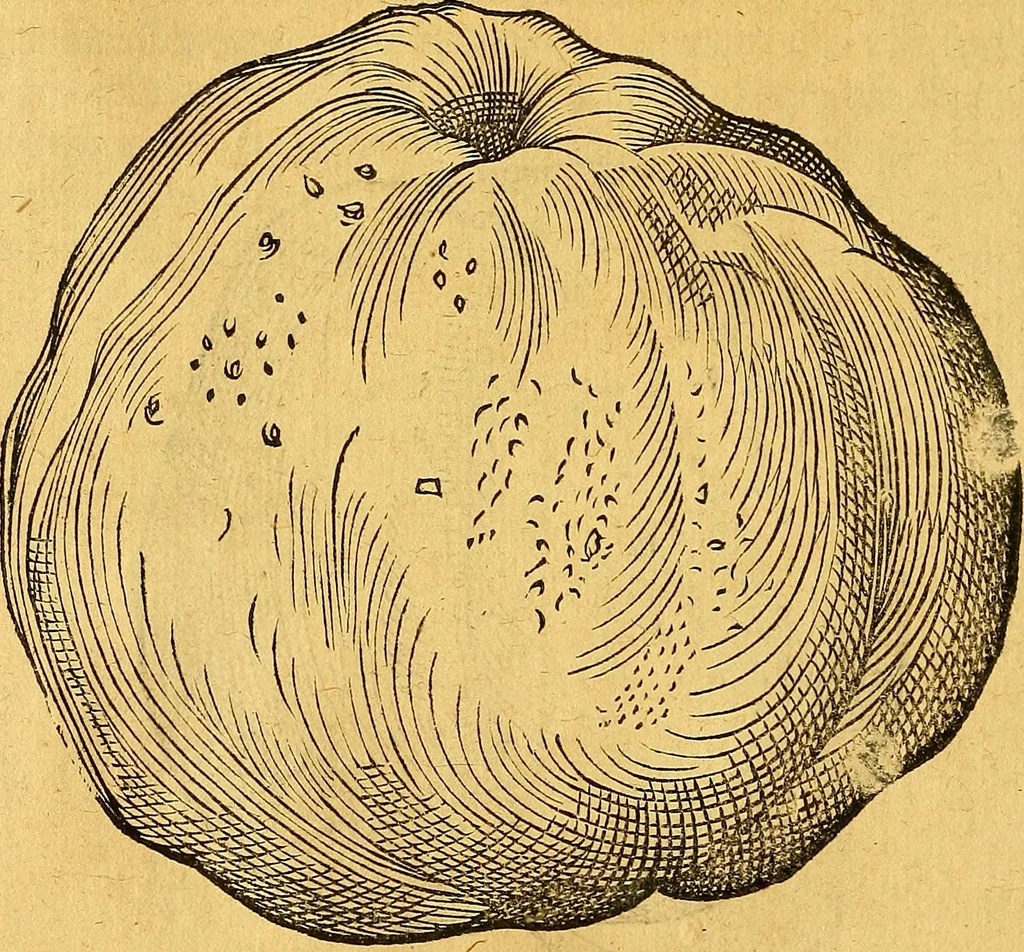 An illustration from Historia novi et admirabilis fontis balneique Bollensis in Ducatu Vvirtembergico ad acidulas Goepingenses ..., 1598, leaf 401