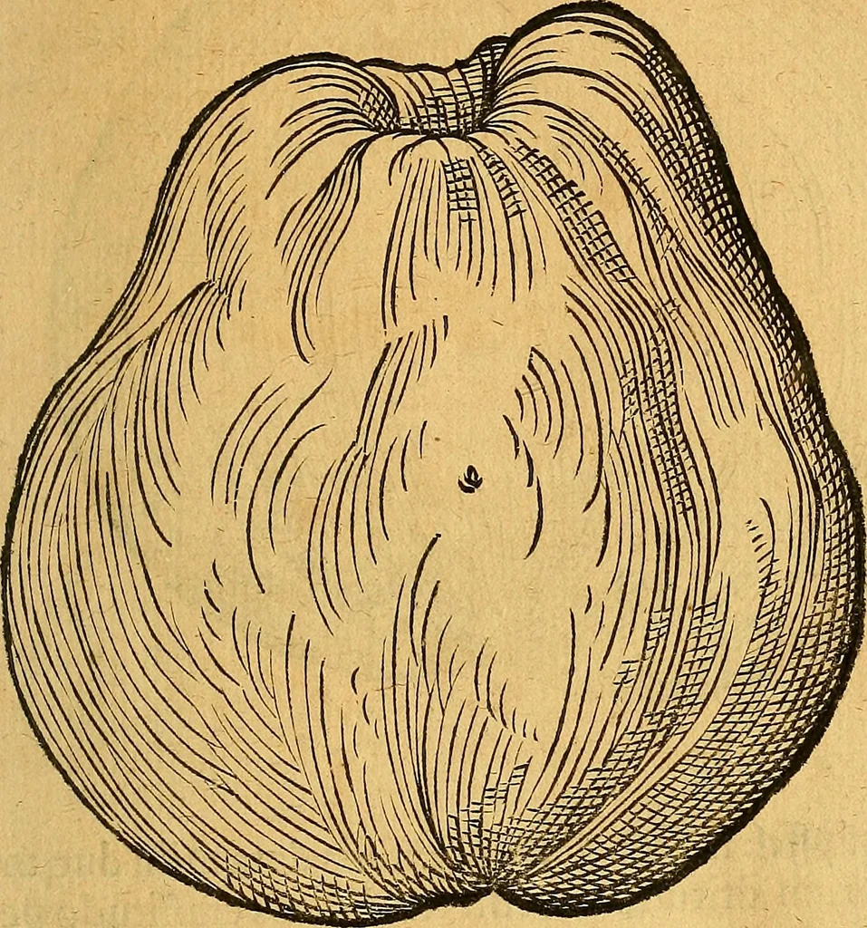 An illustration from Historia novi et admirabilis fontis balneique Bollensis in Ducatu Vvirtembergico ad acidulas Goepingenses ..., 1598, leaf 402