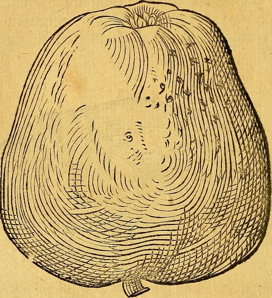 An illustration from Historia novi et admirabilis fontis balneique Bollensis in Ducatu Vvirtembergico ad acidulas Goepingenses ..., 1598, leaf 405