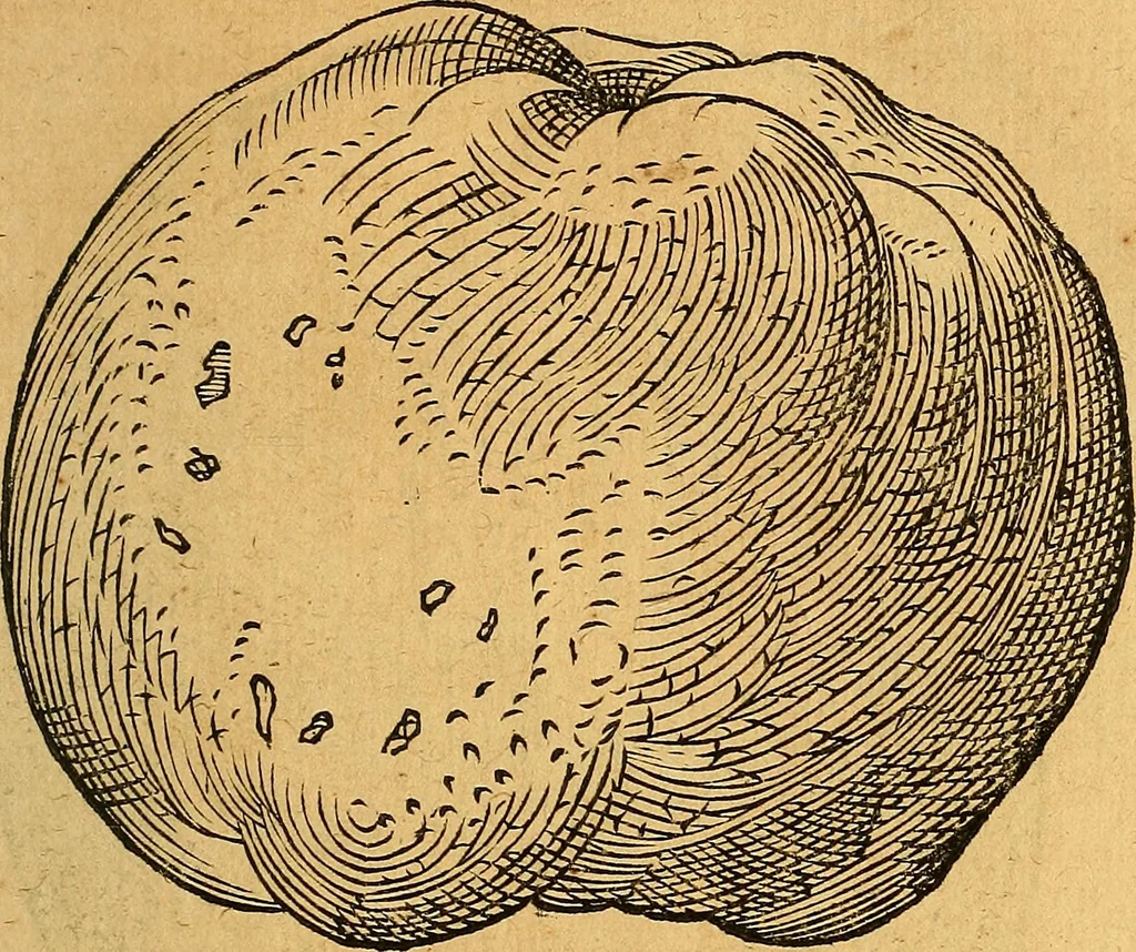 An illustration from Historia novi et admirabilis fontis balneique Bollensis in Ducatu Vvirtembergico ad acidulas Goepingenses ..., 1598, leaf 406