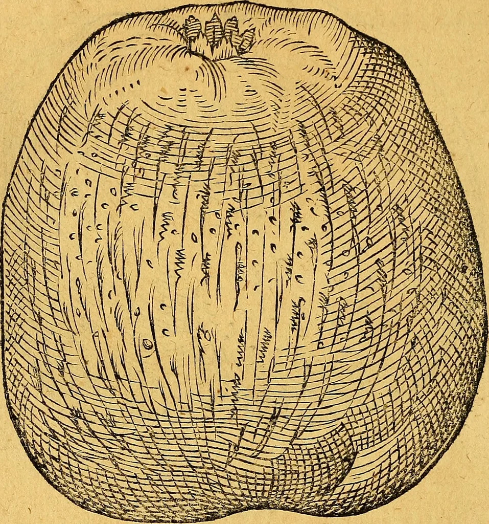 An illustration from Historia novi et admirabilis fontis balneique Bollensis in Ducatu Vvirtembergico ad acidulas Goepingenses ..., 1598, leaf 407