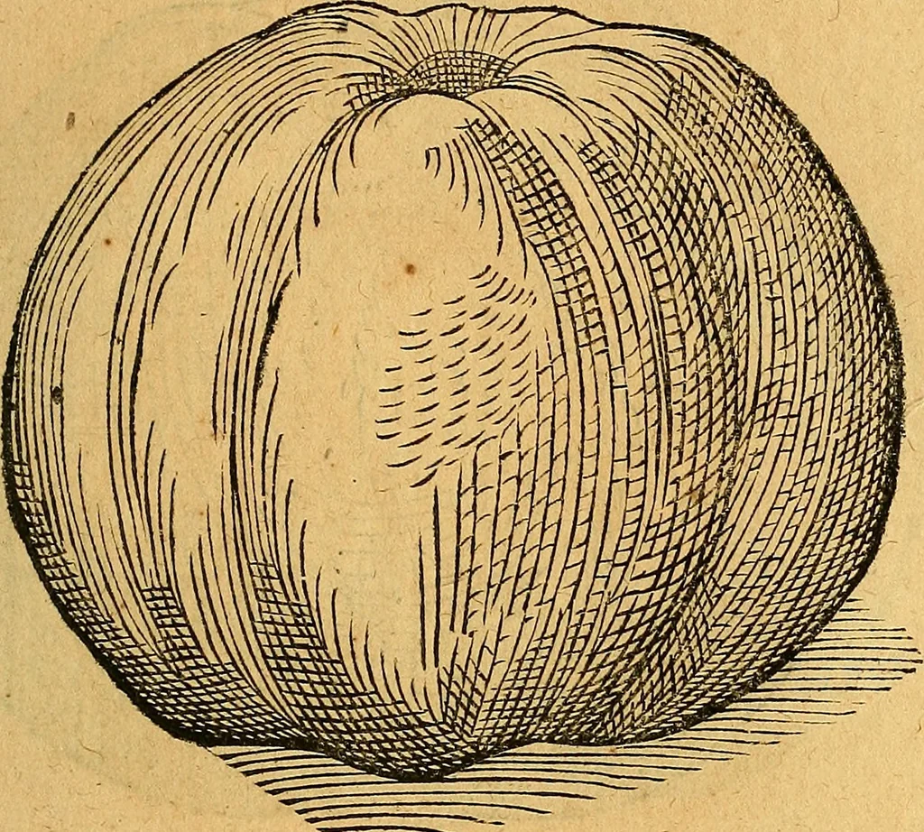 An illustration from Historia novi et admirabilis fontis balneique Bollensis in Ducatu Vvirtembergico ad acidulas Goepingenses ..., 1598, leaf 408