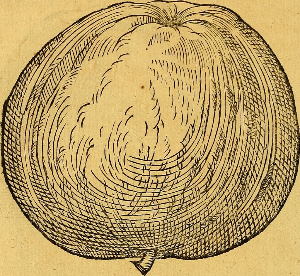 An illustration from Historia novi et admirabilis fontis balneique Bollensis in Ducatu Vvirtembergico ad acidulas Goepingenses ..., 1598, leaf 409